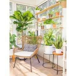 Vigoro 6 in. Peace Lily Indoor Plant in Small White Ribbed Plastic Decor Planter (2-Pack) -Vigoro Platers Store vigoro indoor plants co sy06 3 vi wh 44 1000