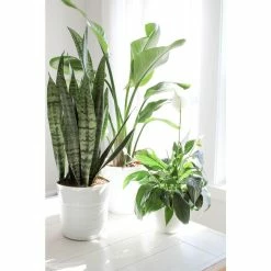 Vigoro 6 in. Peace Lily Indoor Plant in Small White Ribbed Plastic Decor Planter (2-Pack) -Vigoro Platers Store vigoro indoor plants co sy06 3 vi wh 4f 1000