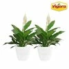 Vigoro 6 in. Peace Lily Indoor Plant in Small White Ribbed Plastic Decor Planter (2-Pack) -Vigoro Platers Store vigoro indoor plants co sy06 3 vi wh 64 1000