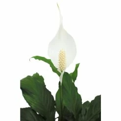 Vigoro 6 in. Peace Lily Indoor Plant in Small White Ribbed Plastic Decor Planter (2-Pack) -Vigoro Platers Store vigoro indoor plants co sy06 3 vi wh 77 1000