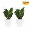 Vigoro 6 in. ZZ Indoor Plant in Small White Ribbed Plastic Decor Planter (2-Pack) -Vigoro Platers Store vigoro indoor plants co zz vi wh 64 1000