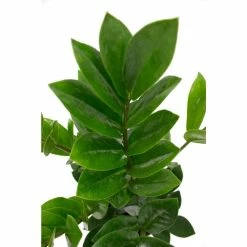 Vigoro 6 in. ZZ Indoor Plant in Small White Ribbed Plastic Decor Planter (2-Pack) -Vigoro Platers Store vigoro indoor plants co zz vi wh 77 1000