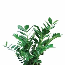 Vigoro 6 in. ZZ Indoor Plant in Small White Ribbed Plastic Decor Planter (2-Pack) -Vigoro Platers Store vigoro indoor plants co zz vi wh c3 1000