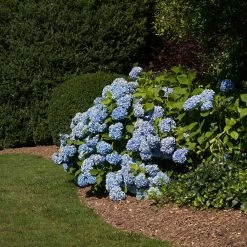 Vigoro 4 ft. x 50 ft. Matrix Grid Landscape Fabric -Vigoro Platers Store vigoro landscape fabric vpnm45085 77 1000