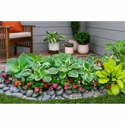 Vigoro 2.5 Qt. Green Variegated Minuteman Hosta Perennial Plant (3-Pack) -Vigoro Platers Store vigoro perennials 4019 1f 1000