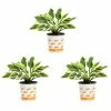 Vigoro 2.5 Qt. Green Variegated Minuteman Hosta Perennial Plant (3-Pack) 2 Vigoro 2.5 Qt. Green Variegated Minuteman Hosta Perennial Plant (3-Pack) -Vigoro Platers Store vigoro perennials 4019 64 1000