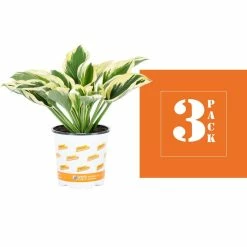 Vigoro 2.5 Qt. Green Variegated Patriot Hosta Perennial Plant (3-Pack) 8 Vigoro 2.5 Qt. Green Variegated Patriot Hosta Perennial Plant (3-Pack) -Vigoro Platers Store vigoro perennials 4035 4f 1000