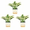 Vigoro 2.5 Qt. Green Variegated Patriot Hosta Perennial Plant (3-Pack) -Vigoro Platers Store vigoro perennials 4035 64 1000