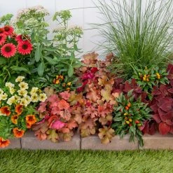 Vigoro 2.5 Qt. Indian Summer Cranberry Heuchera Coral Bells Perennial Plant (3-Pack) -Vigoro Platers Store vigoro perennials 4267 1f 1000