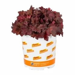 Vigoro 2.5 Qt. Indian Summer Cranberry Heuchera Coral Bells Perennial Plant (3-Pack) -Vigoro Platers Store vigoro perennials 4267 4f 1000