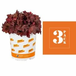 Vigoro 2.5 Qt. Indian Summer Cranberry Heuchera Coral Bells Perennial Plant (3-Pack) -Vigoro Platers Store vigoro perennials 4267 c3 1000