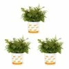 Vigoro 2.5 Qt. Fern Hardy Autumn Perennial Plant (3-Pack) -Vigoro Platers Store vigoro perennials 4542 64 1000