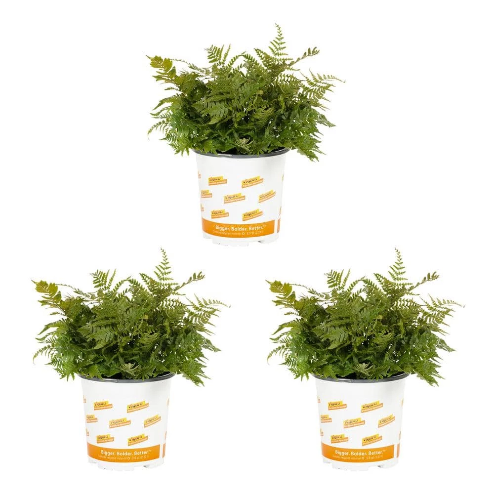 Vigoro 2.5 Qt. Fern Hardy Autumn Perennial Plant (3-Pack) 3 Vigoro 2.5 Qt. Fern Hardy Autumn Perennial Plant (3-Pack)