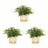 Vigoro 2.5 Qt. Fern Hardy Japanese Painted Perennial Plant (3-Pack)