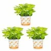 Vigoro 2.5 Qt. Hosta Rainforest Sunrise Perennial Plant (3-Pack) 2 Vigoro 2.5 Qt. Hosta Rainforest Sunrise Perennial Plant (3-Pack) -Vigoro Platers Store vigoro perennials 4550 64 1000