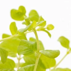 1 Pt. Vigoro Accent Lysimachia Creeping Jenny Green Perennial Plant (6-Pack) 7 1 Pt. Vigoro Accent Lysimachia Creeping Jenny Green Perennial Plant (6-Pack) -Vigoro Platers Store vigoro perennials 5122 4f 1000