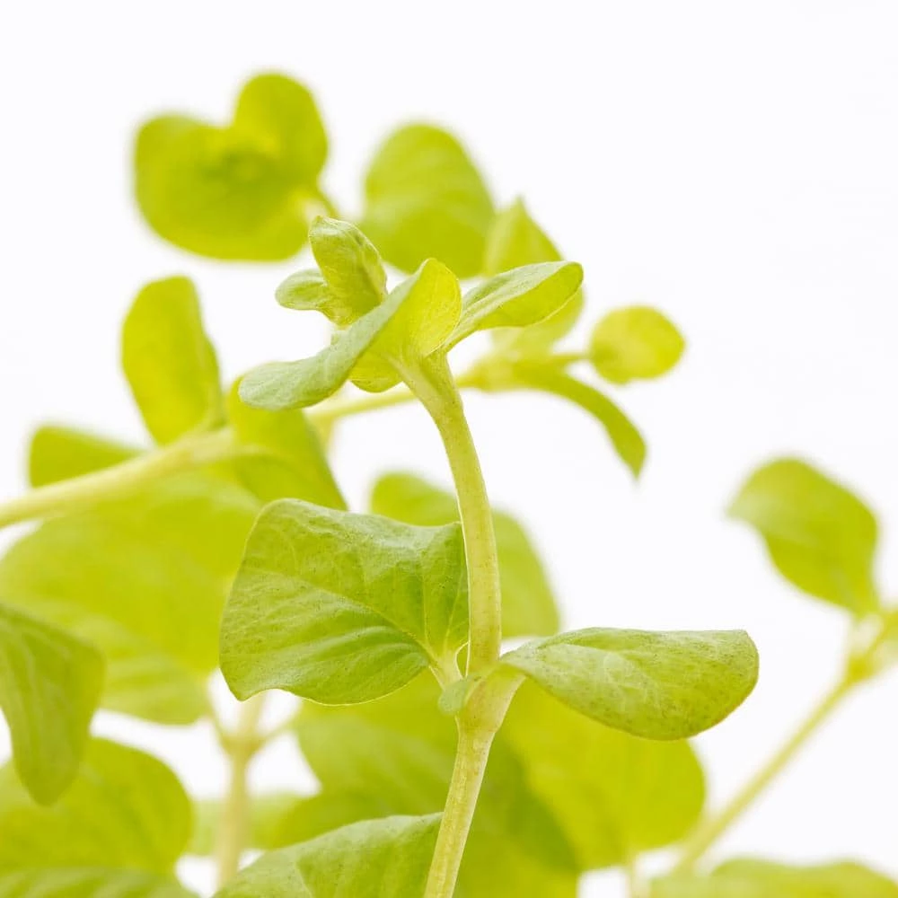 1 Pt. Vigoro Accent Lysimachia Creeping Jenny Green Perennial Plant (6-Pack) 5 1 Pt. Vigoro Accent Lysimachia Creeping Jenny Green Perennial Plant (6-Pack) - Image 3