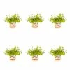 1 Pt. Vigoro Accent Lysimachia Creeping Jenny Green Perennial Plant (6-Pack)