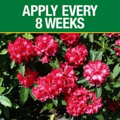 Vigoro 3.5 lb. All Season Azalea Camellia and Rhododendron Plant Food (10-8-8) -Vigoro Platers Store vigoro plant food fertilizer 124248 1f 1000