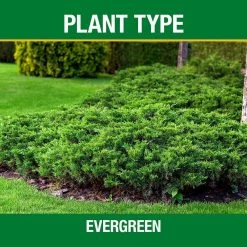 Vigoro 4.2 lb. All Season Tree and Shrub Fertilizer Spikes (12-5-7) (15-Count) -Vigoro Platers Store vigoro plant food fertilizer 154205 c3 1000