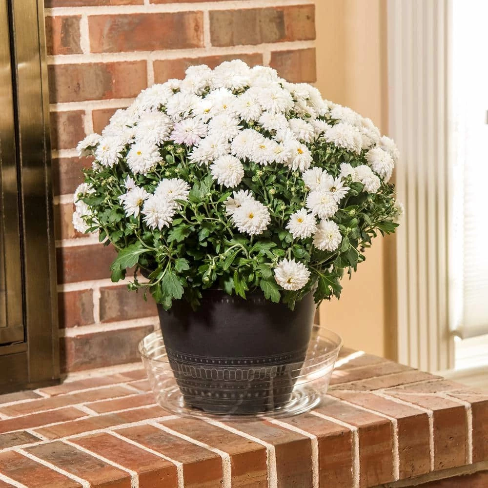 Vigoro 12 in. Plastic Deep Planter Liner 6 Vigoro 12 in. Plastic Deep Planter Liner - Image 4