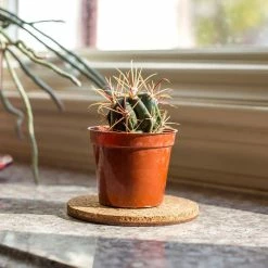 Vigoro 4 in. Cork Mat -Vigoro Platers Store vigoro planter saucers cm4phbdi 4f 1000