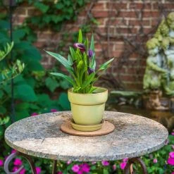 Vigoro 6 in. Cork Mat -Vigoro Platers Store vigoro planter saucers cm6phbdi 44 1000