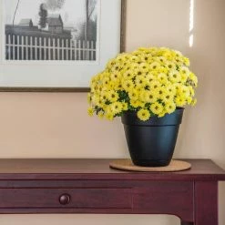 Vigoro 8 in. Cork Mat 9 Vigoro 8 in. Cork Mat -Vigoro Platers Store vigoro planter saucers cm8phbdi 1f 1000