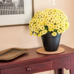 Vigoro 8 in. Cork Mat 8 Vigoro 8 in. Cork Mat -Vigoro Platers Store vigoro planter saucers cm8phbdi 4f 1000