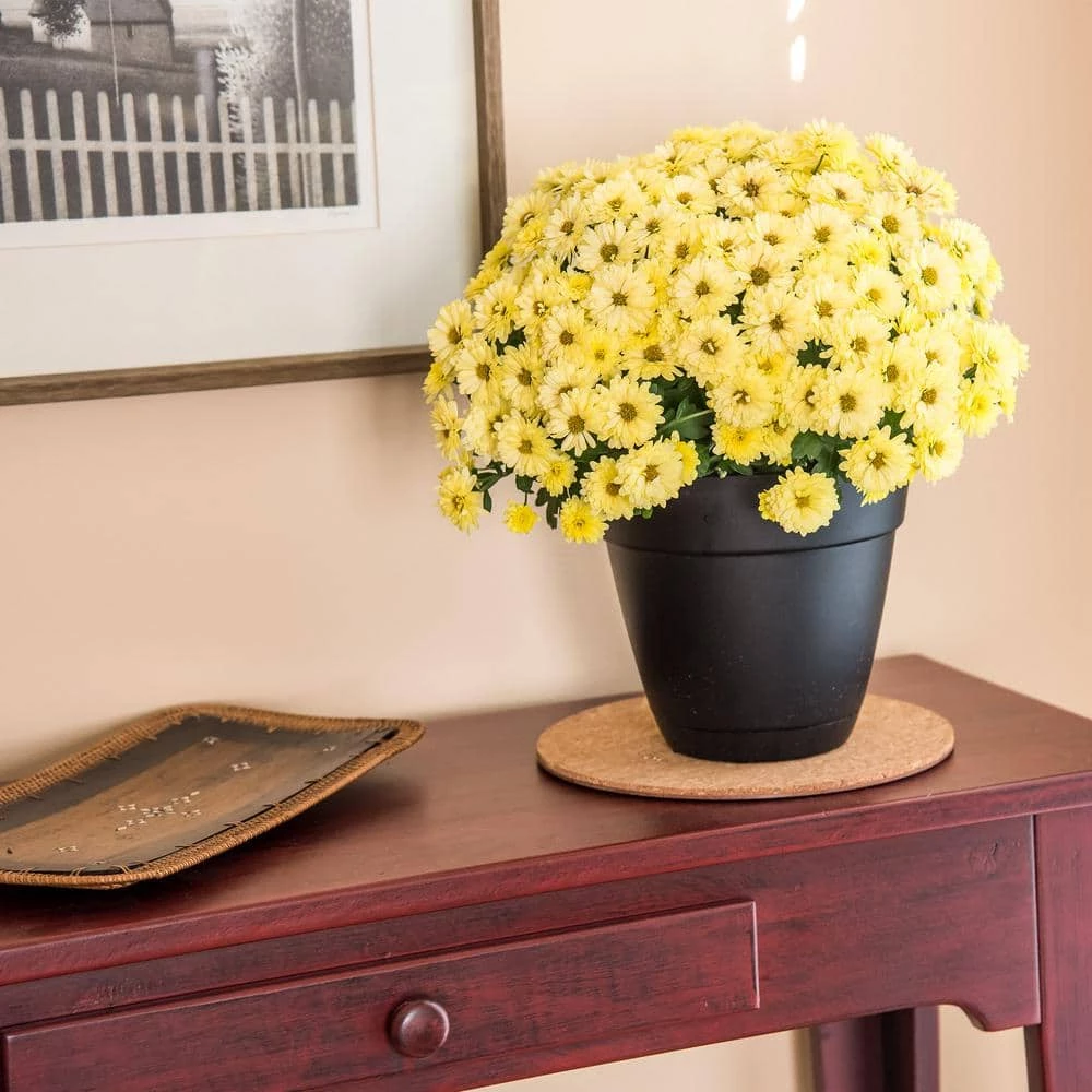 Vigoro 8 in. Cork Mat 5 Vigoro 8 in. Cork Mat - Image 3