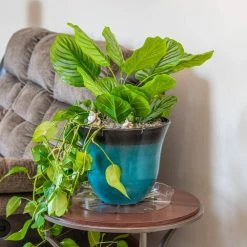 Vigoro 14 in. Plastic Plant Saucer -Vigoro Platers Store vigoro planter saucers vs14vg 44 1000