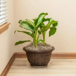 Vigoro 14 in. Plastic Plant Saucer -Vigoro Platers Store vigoro planter saucers vs14vg 4f 1000