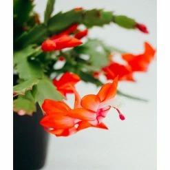 Vigoro 6 in. Christmas Cactus with Red Pot Cover -Vigoro Platers Store vigoro succulents 81826 4f 1000
