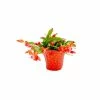 Vigoro 6 in. Christmas Cactus with Red Pot Cover -Vigoro Platers Store vigoro succulents 81826 64 1000