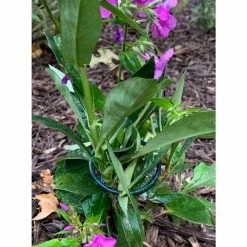 Vigoro 18 in. H x 1.50 in. W Steel Plant Prop -Vigoro Platers Store vigoro tomato cages 611872 hd 31 1000