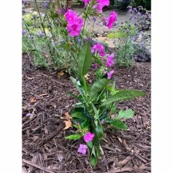 Vigoro 36 in. H x 2.24 in. W Metal Plant Prop -Vigoro Platers Store vigoro tomato cages 613672 hd 31 1000