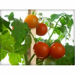 Vigoro 4 ft. Wooden Garden Stake 9 Vigoro 4 ft. Wooden Garden Stake -Vigoro Platers Store vigoro tomato cages rc 84n 1f 1000