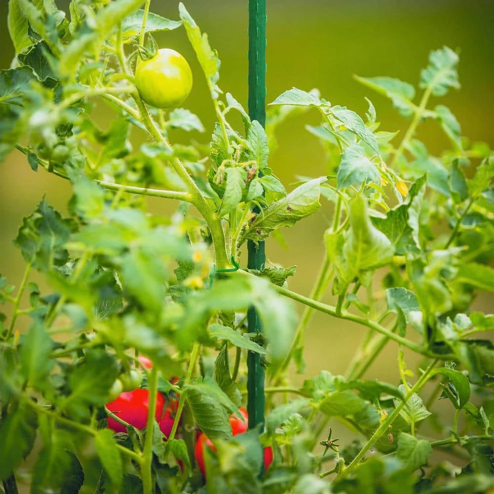 Vigoro 3 ft. Green Colored Steel Core Garden Stake 4 Vigoro 3 ft. Green Colored Steel Core Garden Stake - Image 2