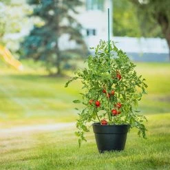 Vigoro 6 ft. Green Colored Steel Core Garden Stake 15 Vigoro 6 ft. Green Colored Steel Core Garden Stake -Vigoro Platers Store vigoro tomato cages st6vg c3 1000