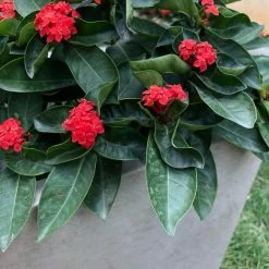 KANTE 31 in. L Rectangular Weathered Concrete/Fiberglass Indoor Outdoor Elegant Planter -Vigoro Platers Store weathered concrete kante plant pots osf0104b c80021 2 66 1000