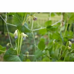 Vigoro 5 ft. x 8 ft. Sturdy Garden Trellis -Vigoro Platers Store white vigoro tomato cages t008avg 31 1000